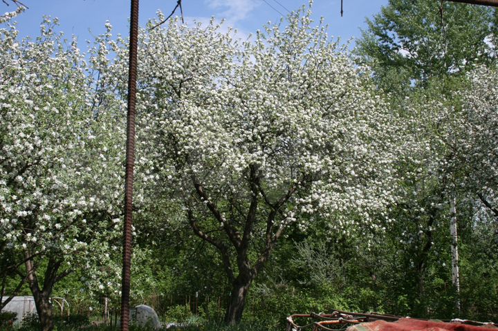 Участок 6,5 сот. (СНТ, ДНП)