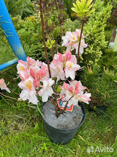 Азалия(родендрон)гибридный Нэп Хилл