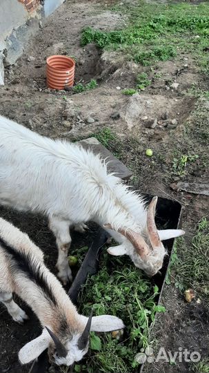 Козел на племя