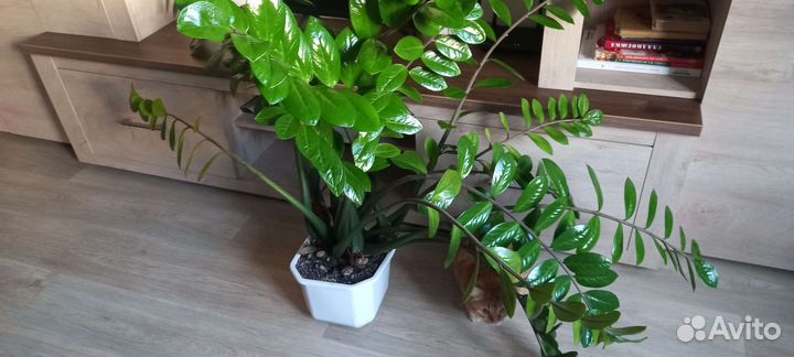 Замиокулькас