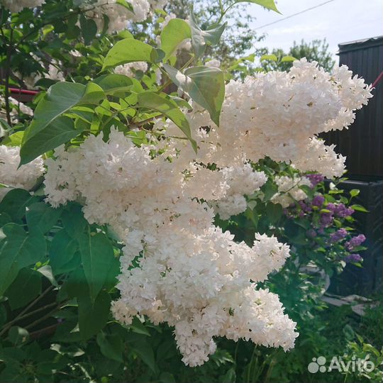 Саженцы сортовой сирени