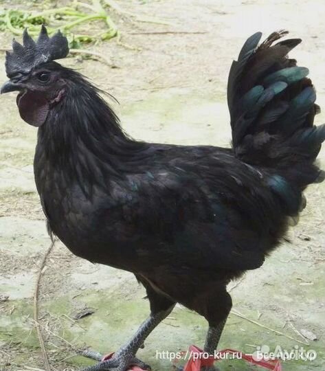 Курочки ухейилюй