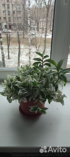 Традесканция