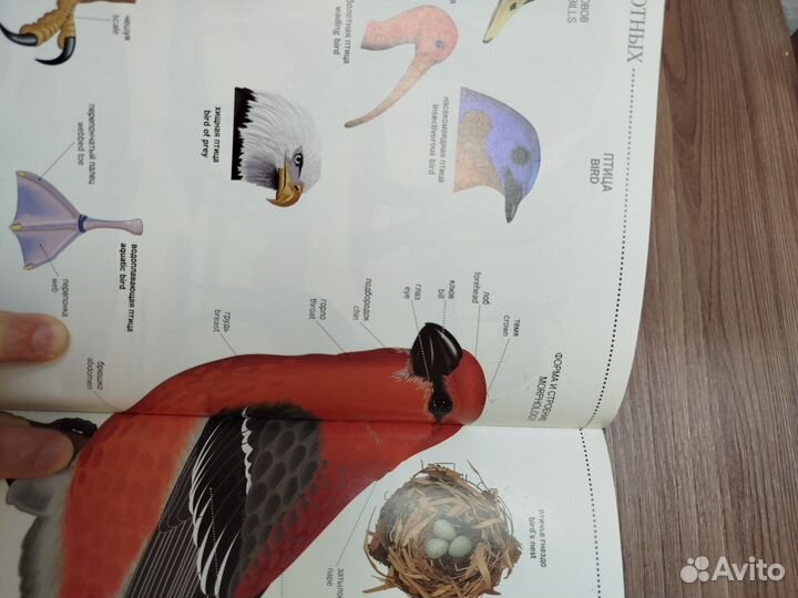 Иллюстрированный словарь англо-русский