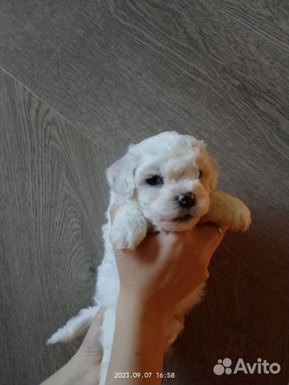 Мальчики РКФ