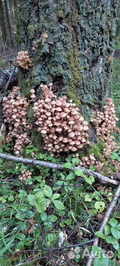 Грибы опята свежие