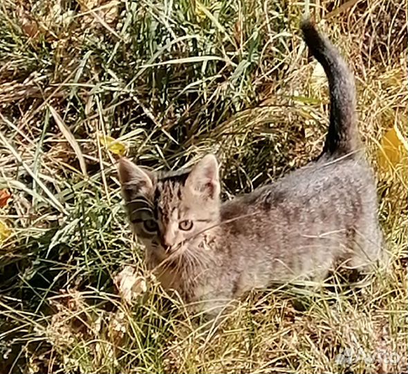 Котенок-девочка Алиса - чудо как хороша