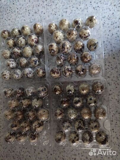 Перепела инкубационное яйцо