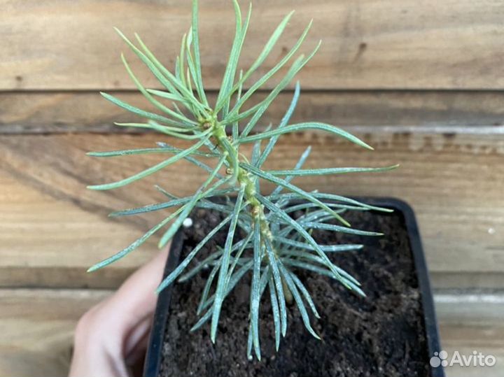 Пихта одноцветная Компакта