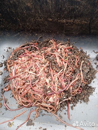 Черви для рыбалки