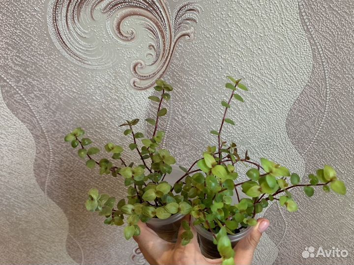 Эпипремнум, сциндапсус, каллизия, традесканция