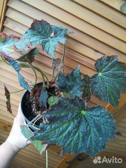 Бегония Palomar Prince и зеркальная