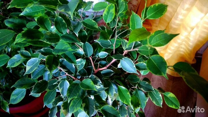 Комнатные Домашние Растения