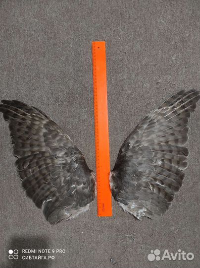 Крылья птицы