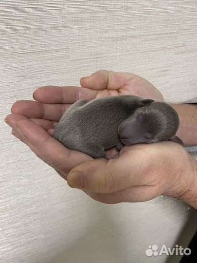 Игрушка ветра щенки левретки