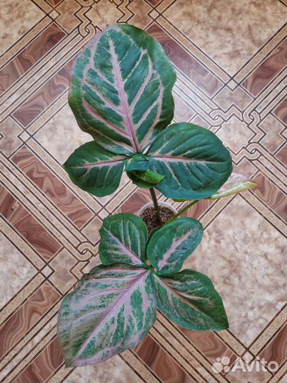 Сингониум орм наг