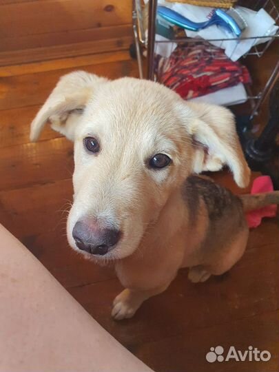 Щенок метис Барни 4 месв добрые руки бесплатно