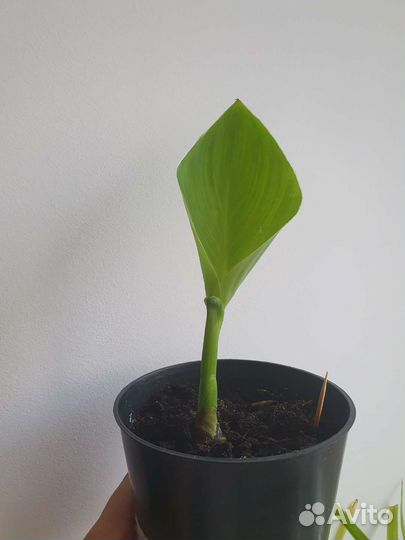 Канна орхидная, коллизия, Гайва