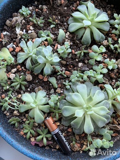 Суккуленты