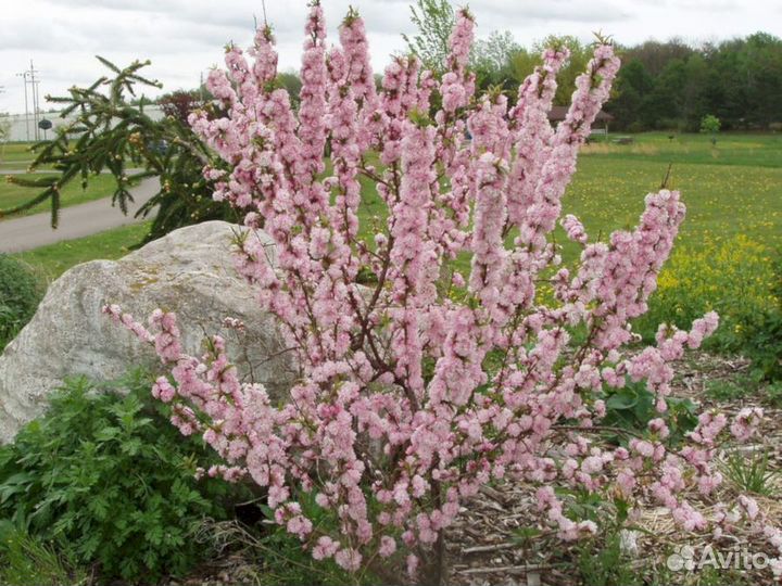 Луизеания - Миндаль Снега Уимуры