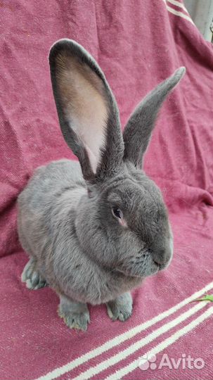 Кролики и голуби