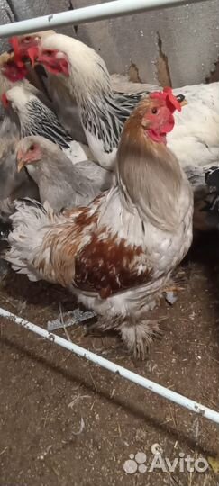 Молодые петухи брама