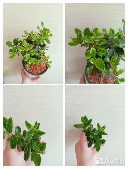 Редкие растения