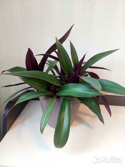 Традесканция рэо