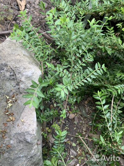 Саженцы жимолости