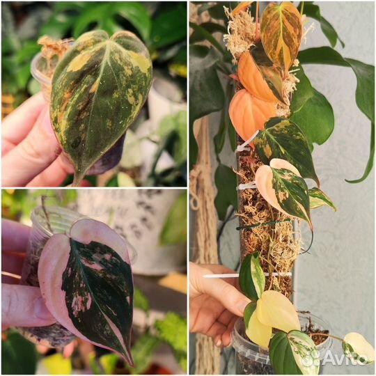 Комнатные растения 9