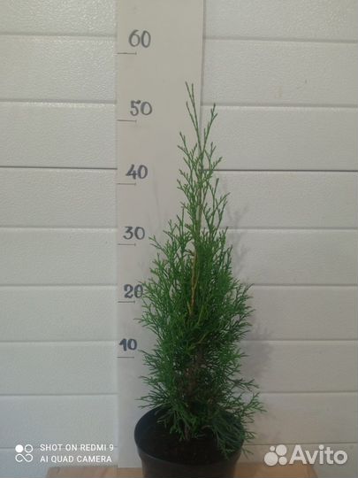 Туя смарагд