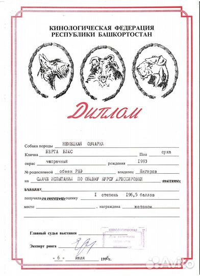 Дрессировка собак. Кинолог. Зоопсихолог