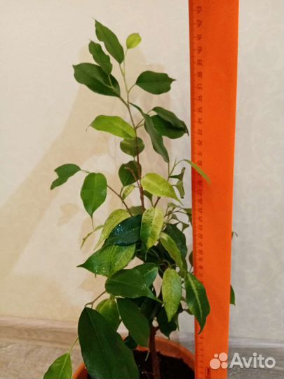 Фикус бенджамина