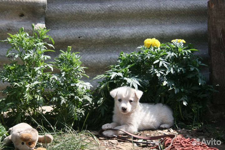 Щенок маленькой собаки