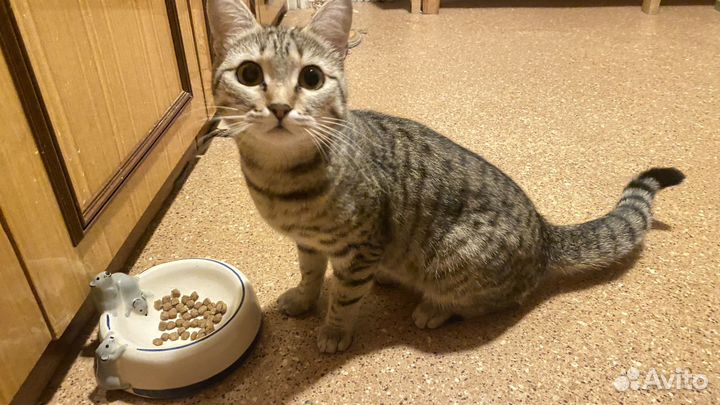 Годовалая кошечка