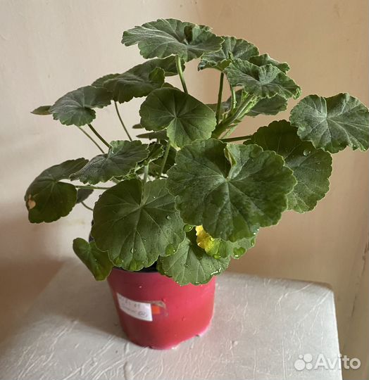 Пеларгония герань