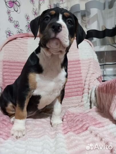 Щенки стаффорда