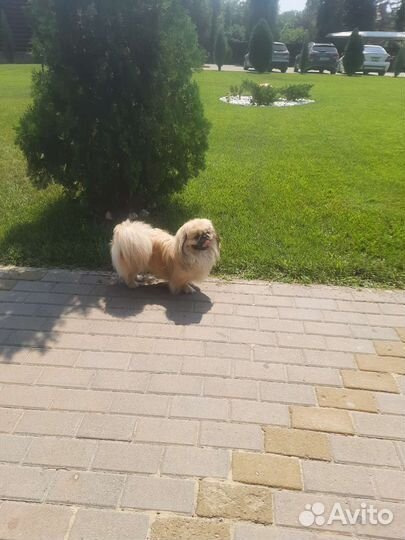 Вязка пекинес