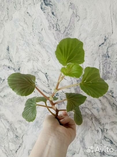 Живые комнатные цветы