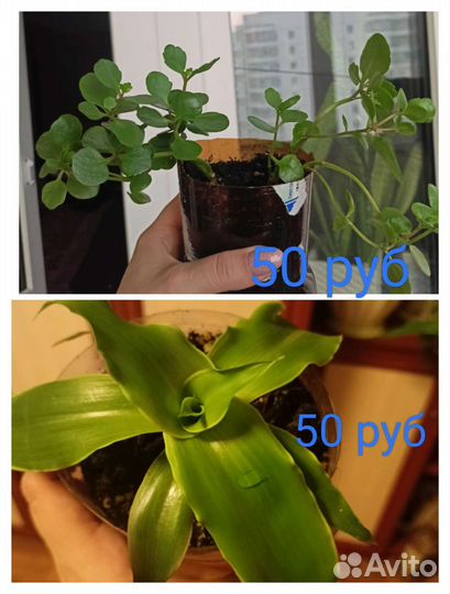 Глоксинья лист, золотой ус, каланхоэ, кактус