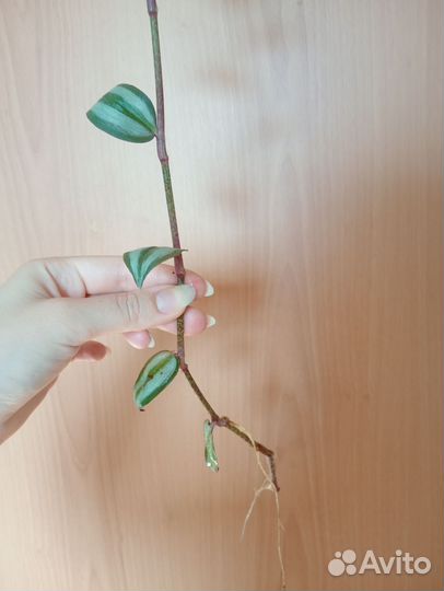 Традесканция зебрина (укоренённые черенки)