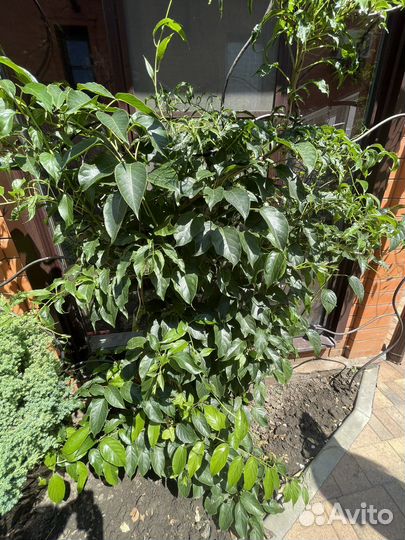 Растения уличные и экзотические