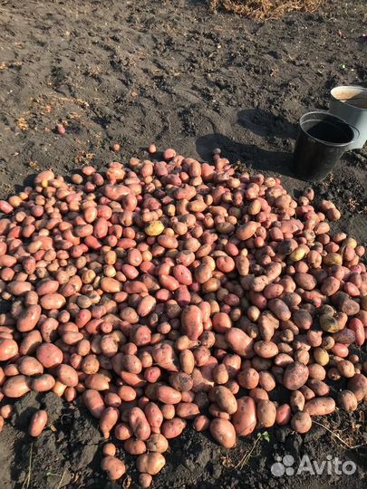 Картошка продажа