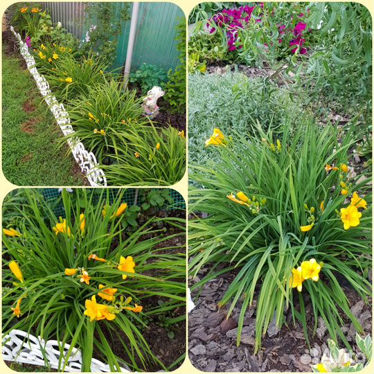 Лилейники сортовые Стелла де Оро