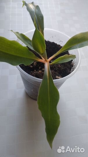 Хлорофитум Оранж Мармелад