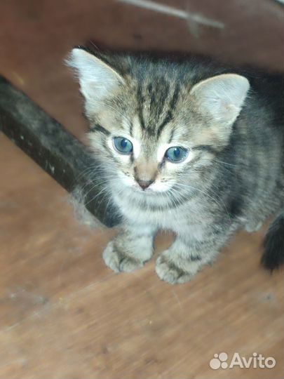 Котята в добрые руки бесплатно