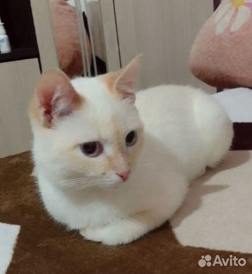 Котик в добрые руки