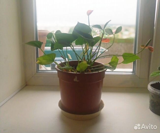 Комнатные цветы отдам