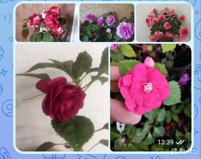 Бальзамины