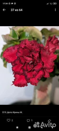 Mini Адениум и вариегатные адениумы, прививки